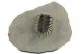 Spiny Koneprusia Trilobite - Foum Zguid, Morocco #353077-3